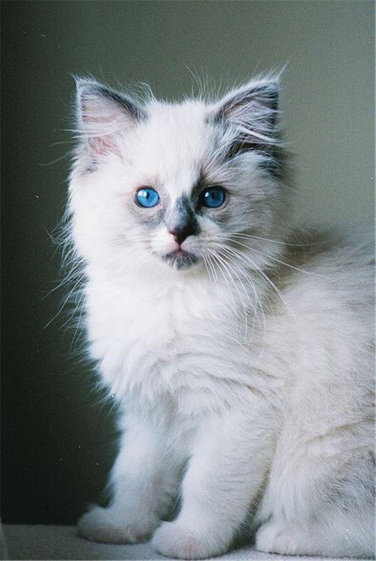 Котята породы Рэгдолл