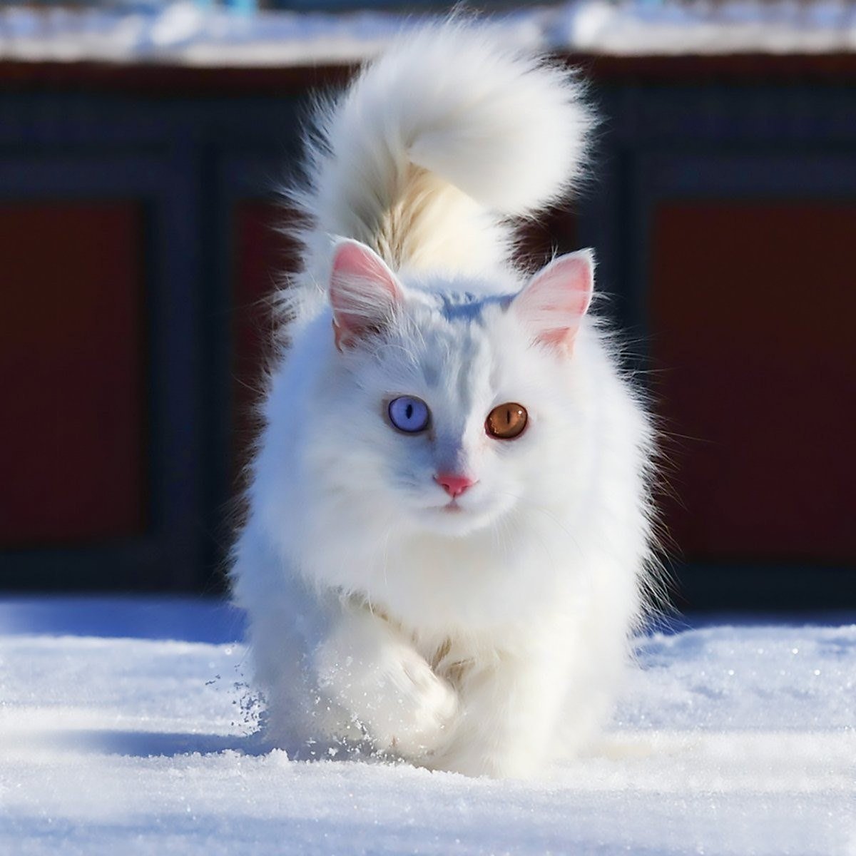 Турецкая ангора альбинос