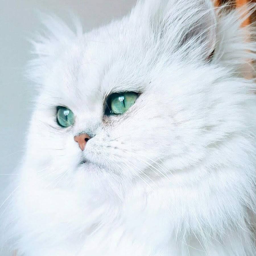 Ангорская шиншилла кошка