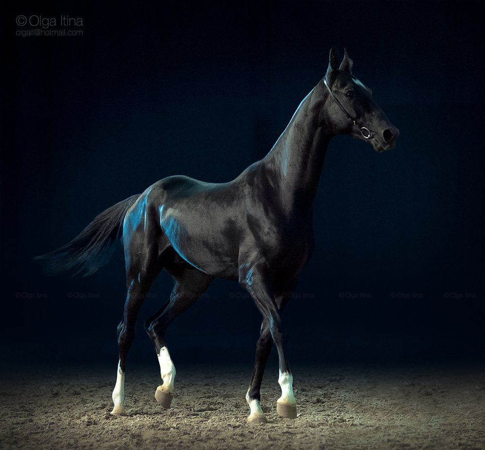 Ахалтекинская лошадь черная