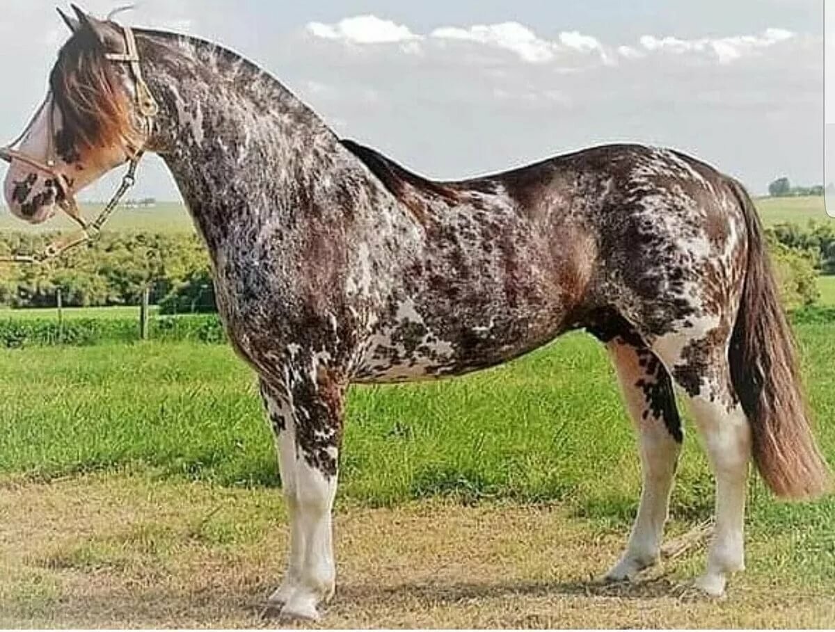 Чалая масть лошади