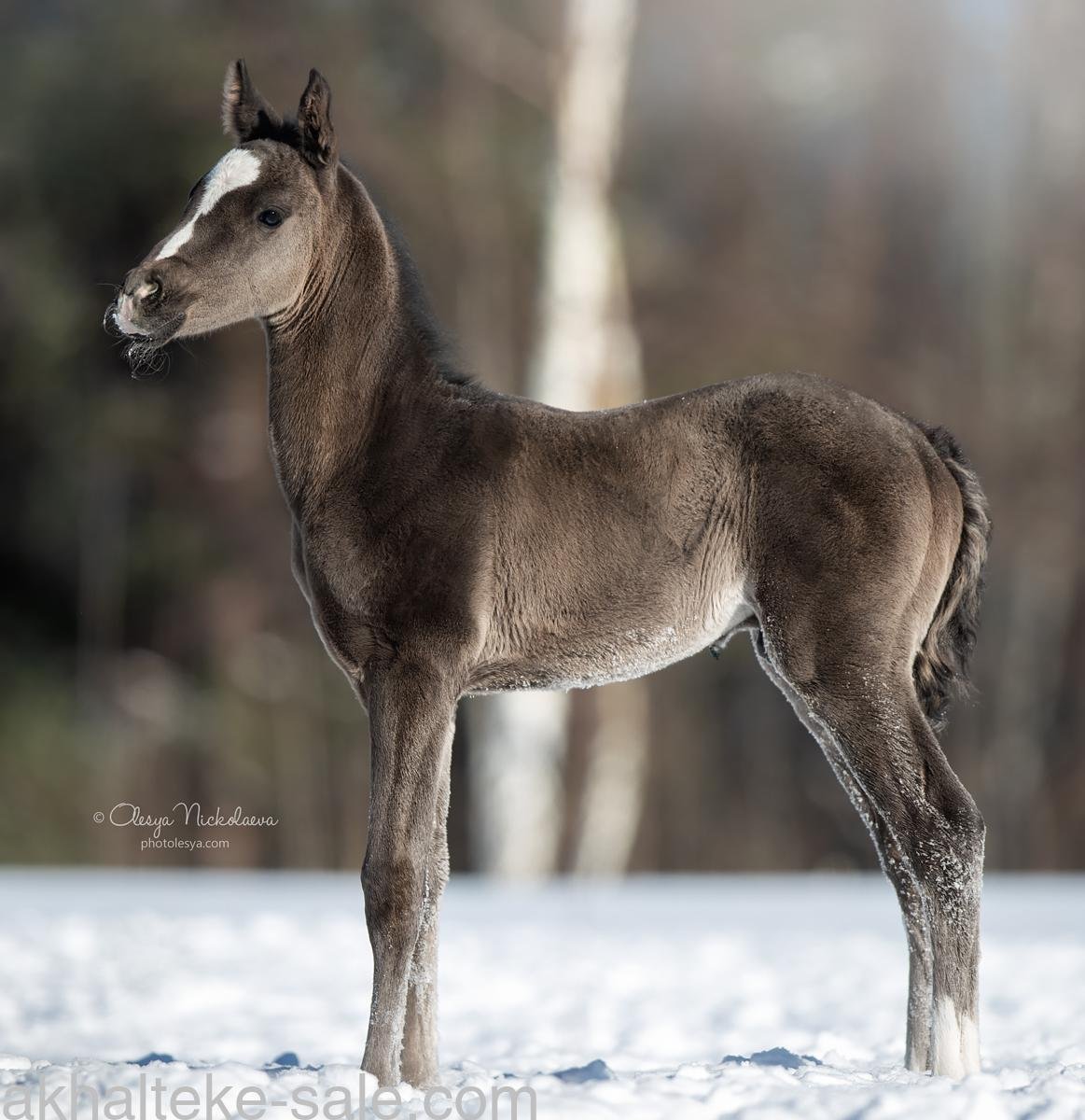 Пегий ахалтекинец