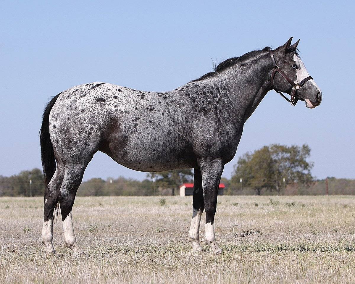 Мышастая Аппалуза