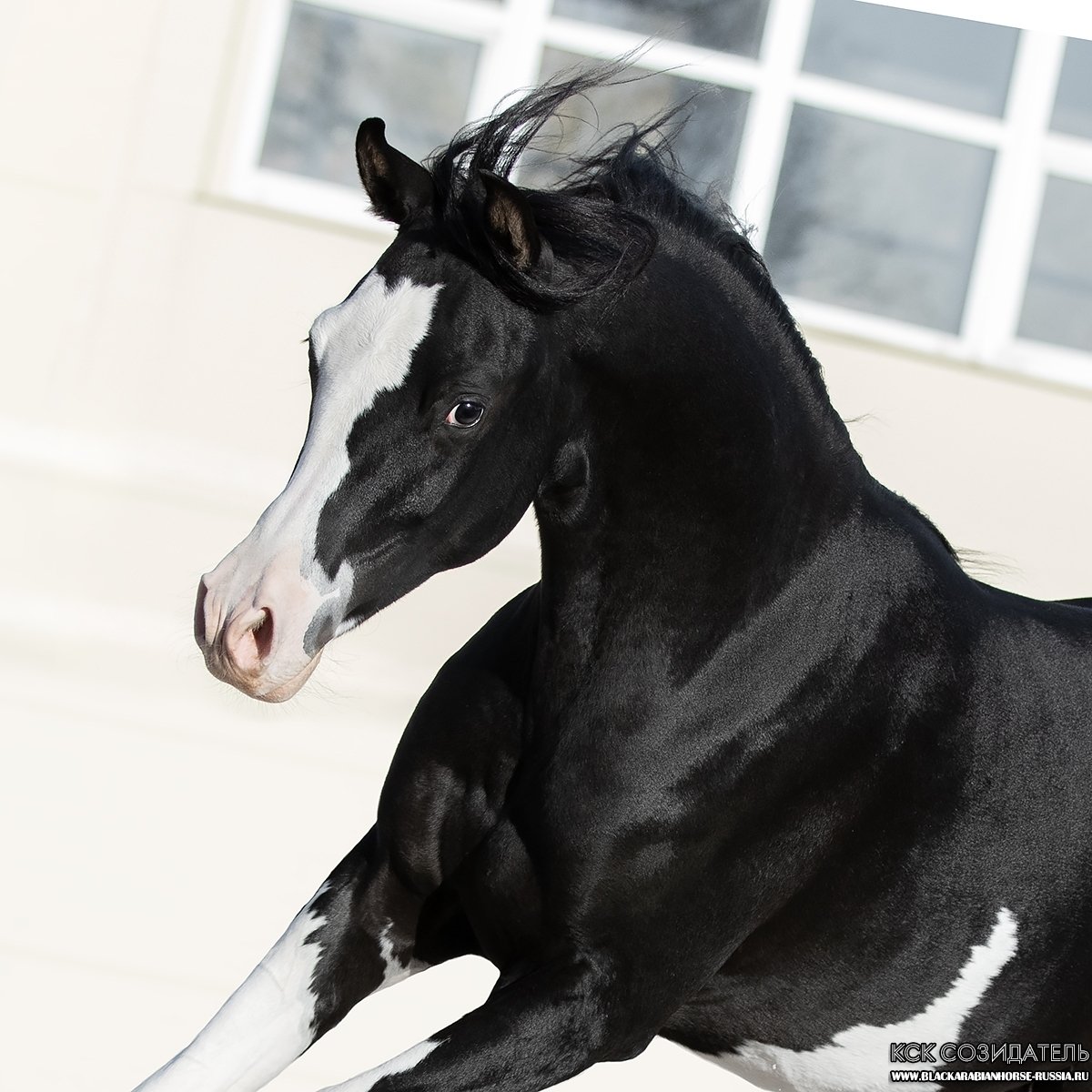 Англо арабская лошадь Вороная