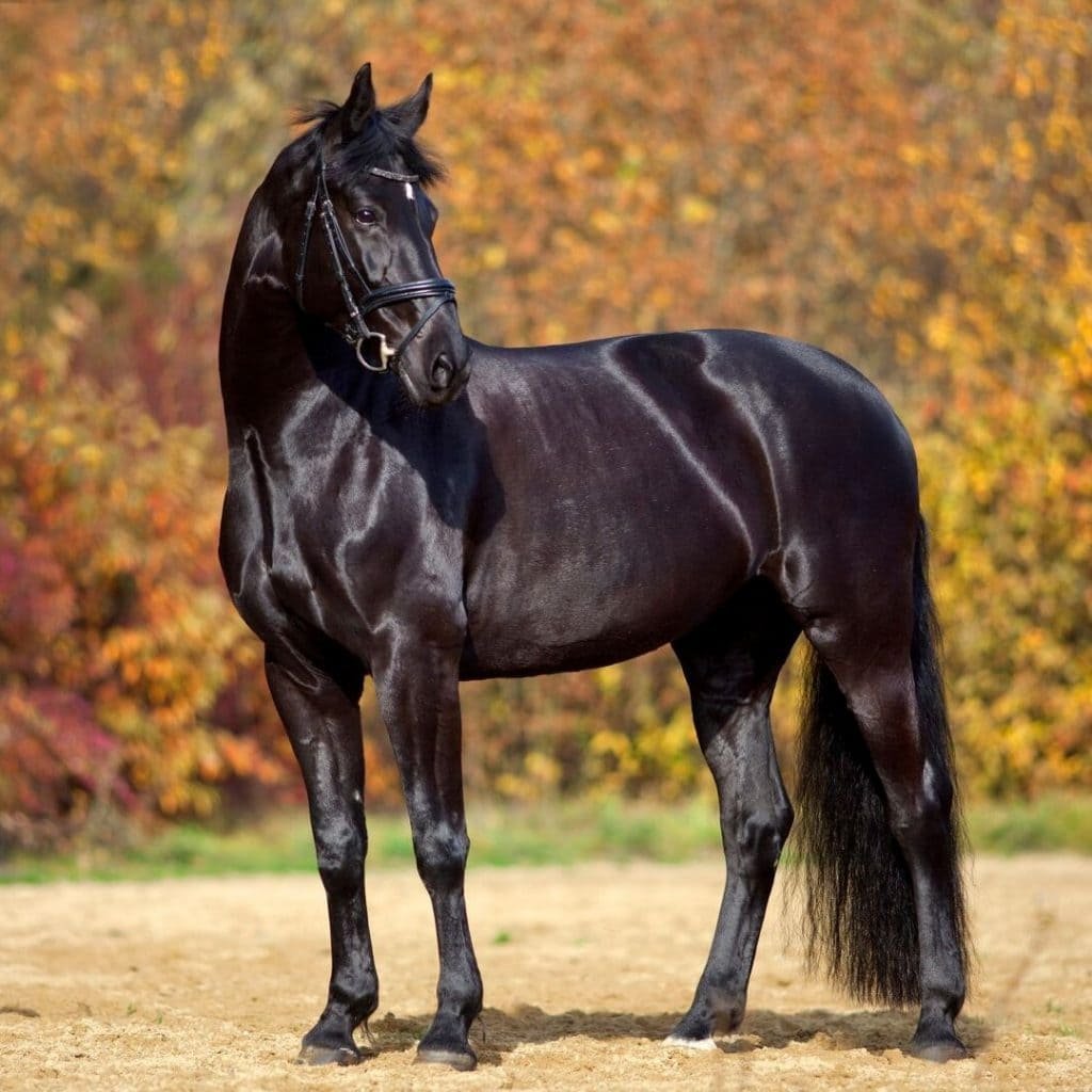 Ганноверская лошадь гнедая