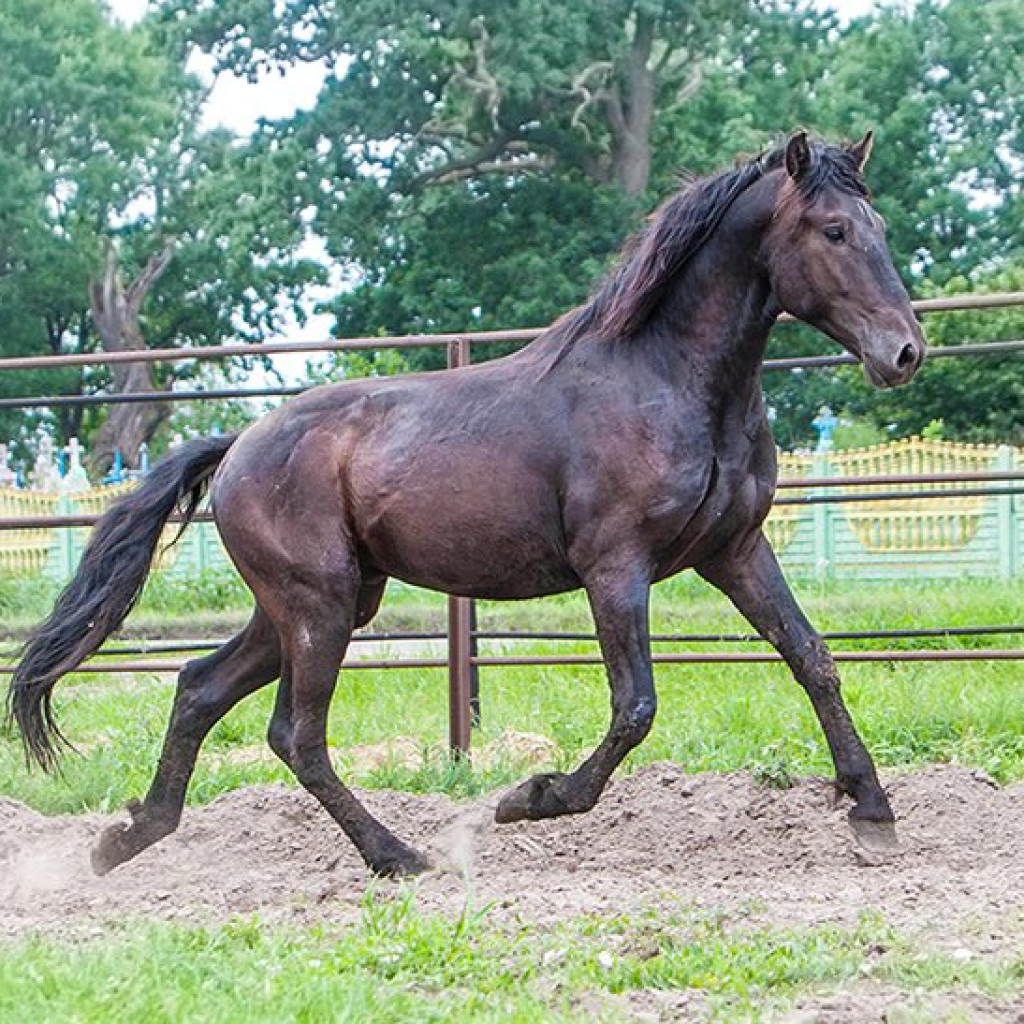 Пепельно Вороная масть лошади