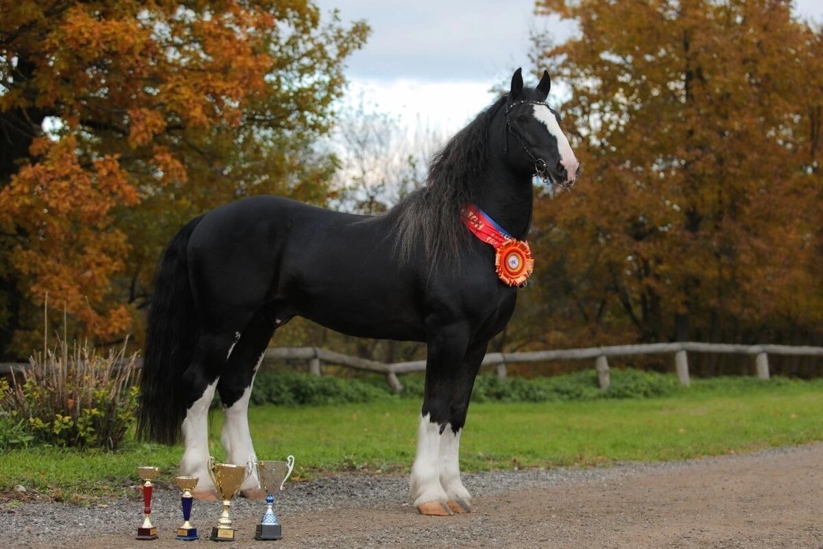 Тяжеловоз вороной масти