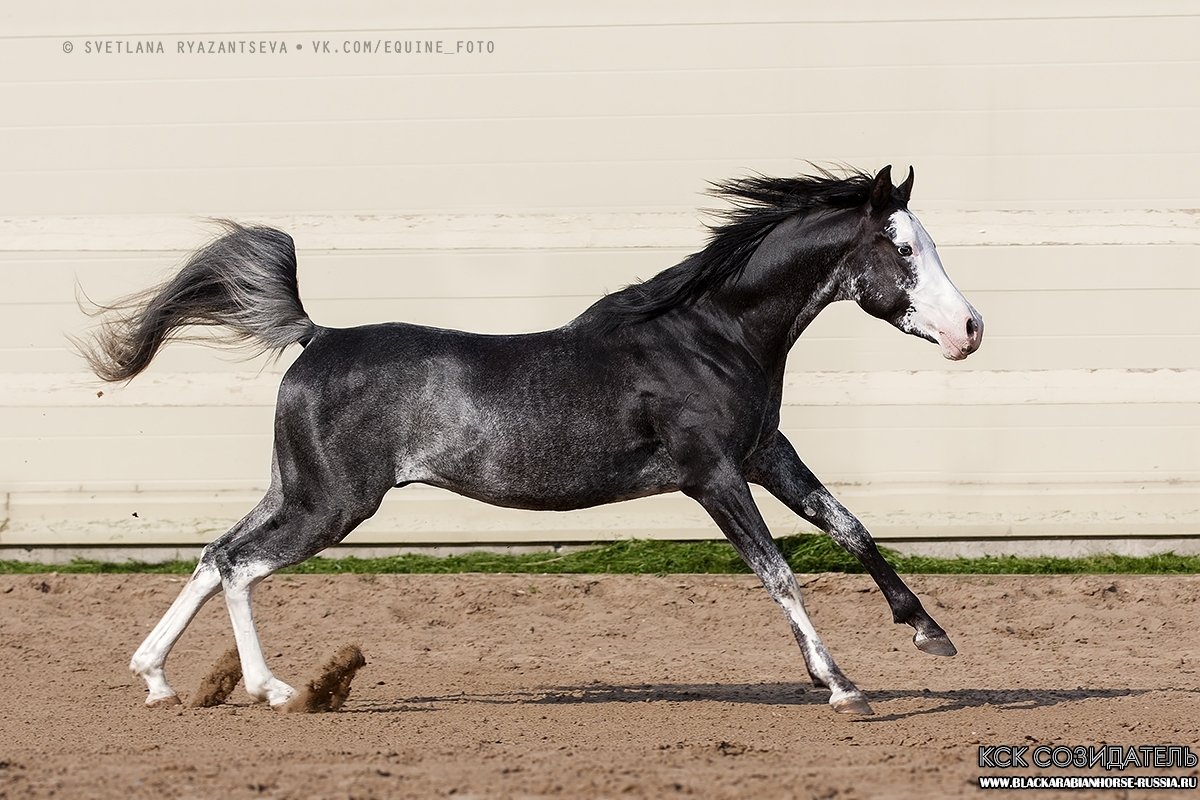 Вороная рабикано