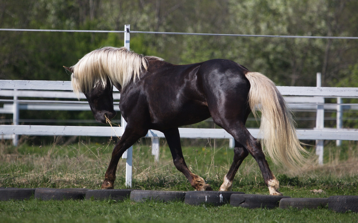 Серебристо-Вороная масть лошади