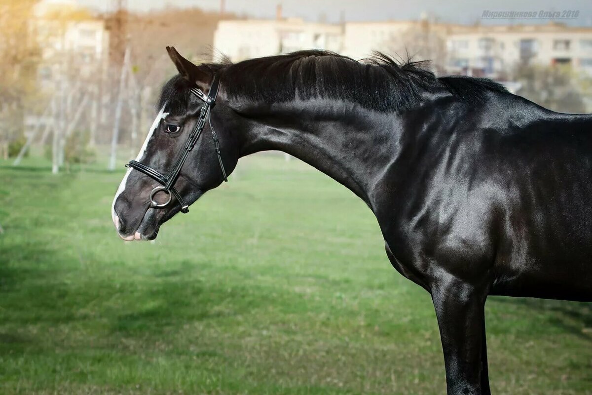 Голштинская порода лошадей Вороная