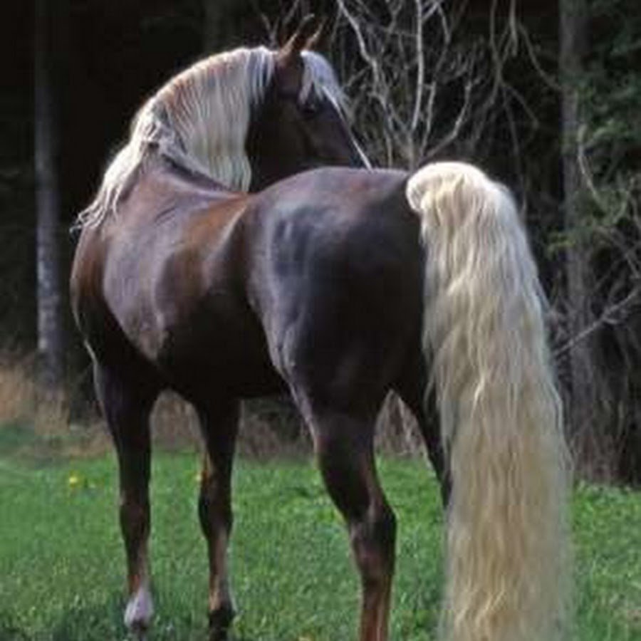 Светло игреневая масть лошади