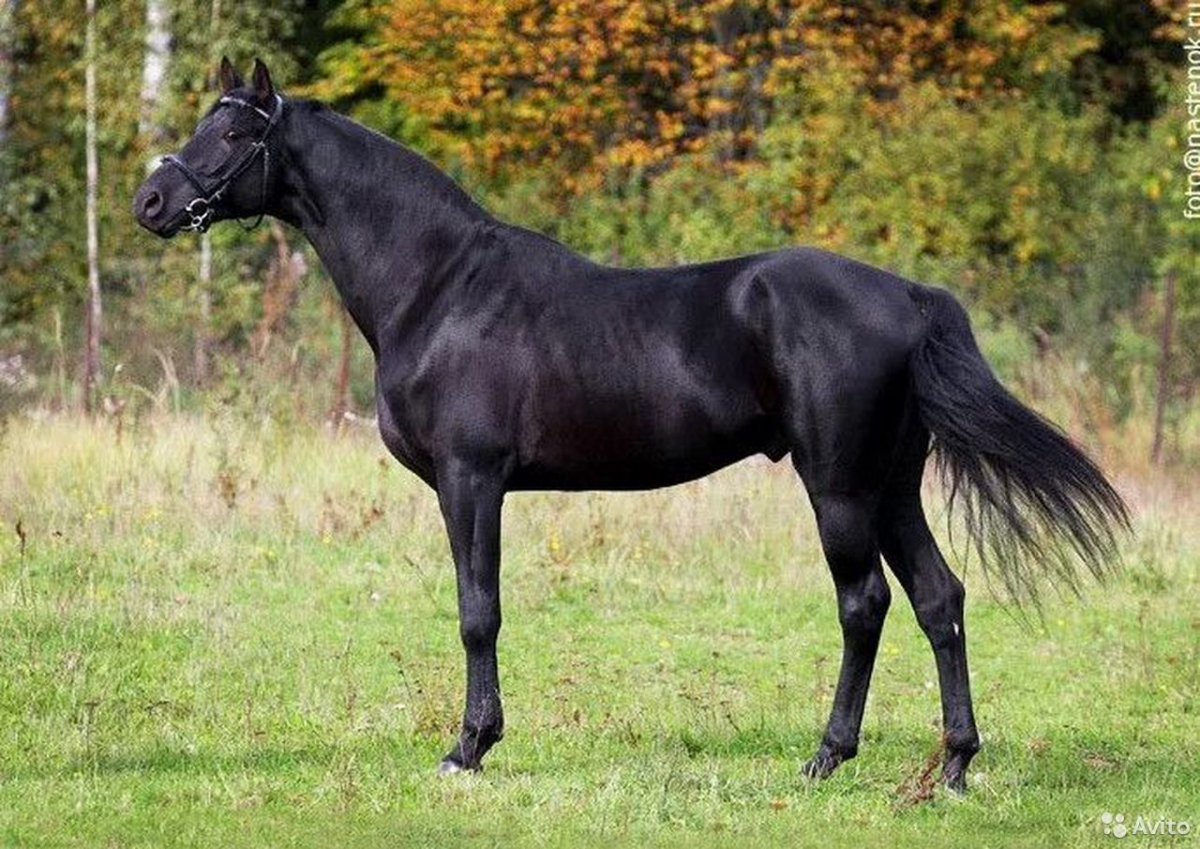 Вороная порода лошадей