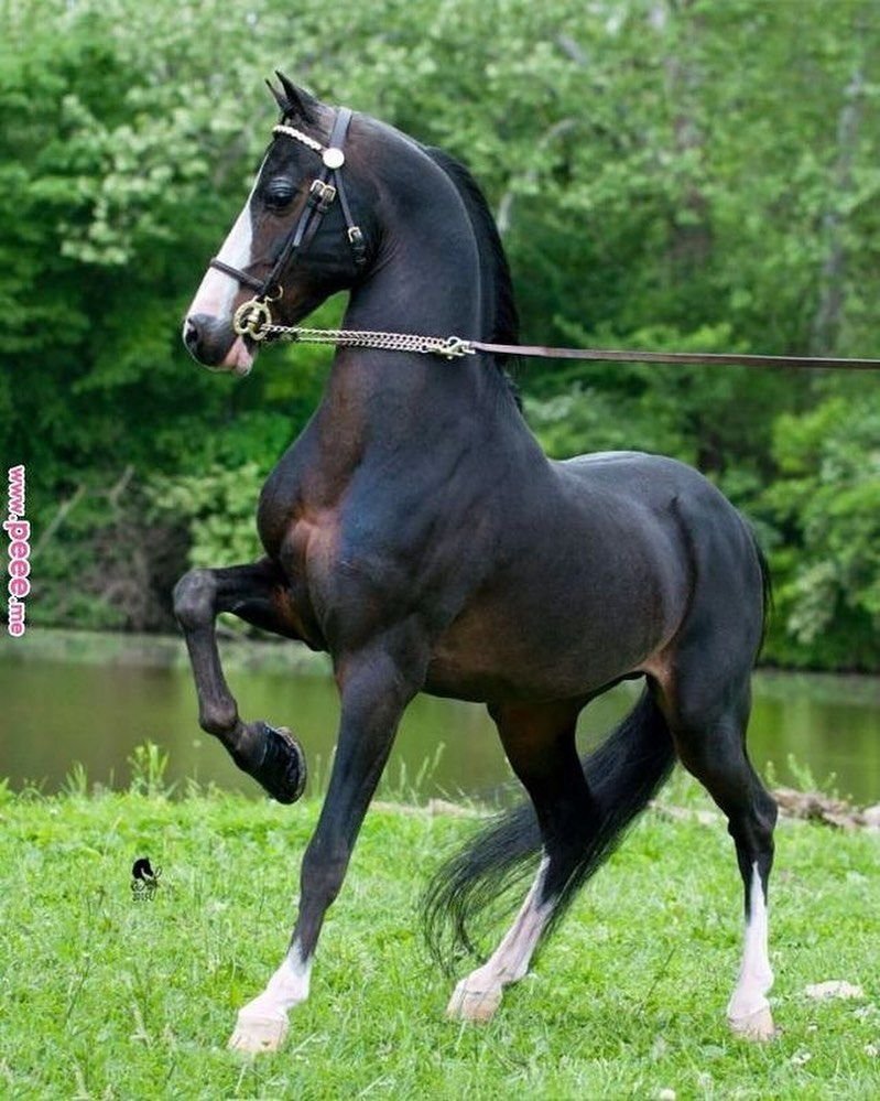 Порода Хакнэ