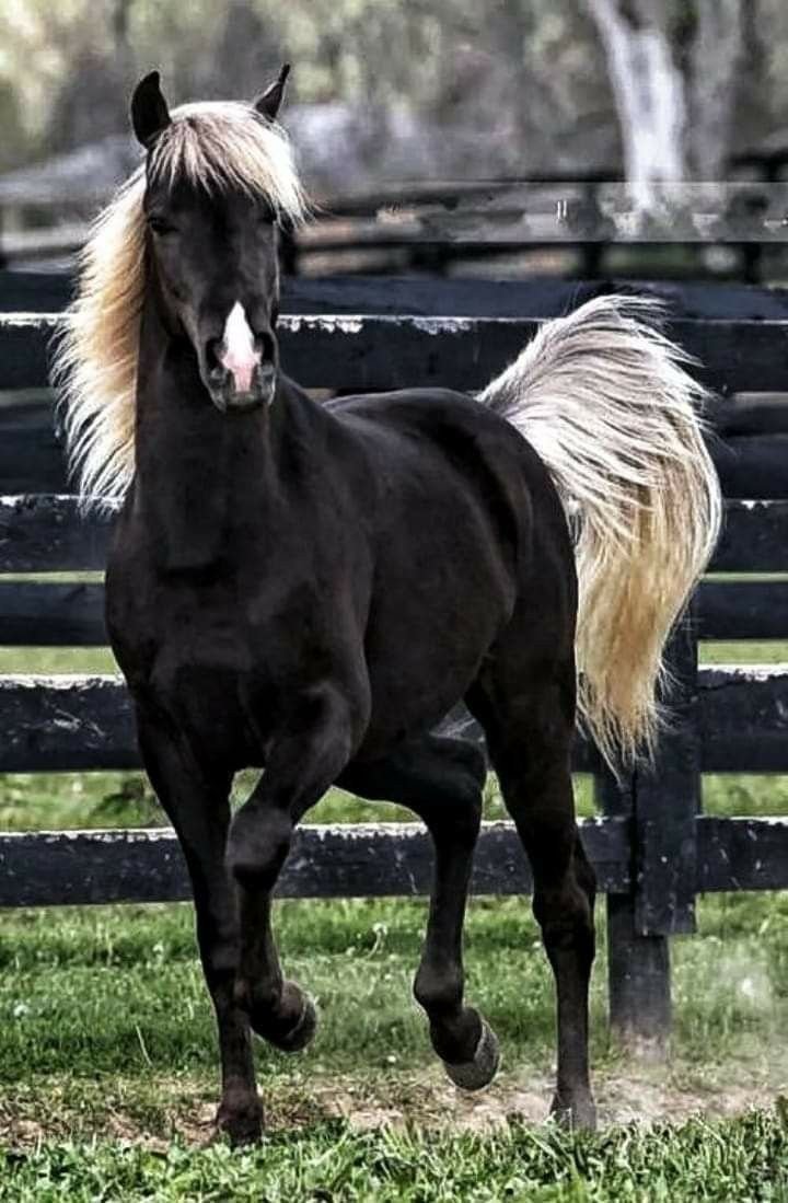 Игреневая масть