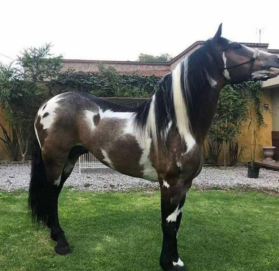 Ахалтекинская лошадь пегая