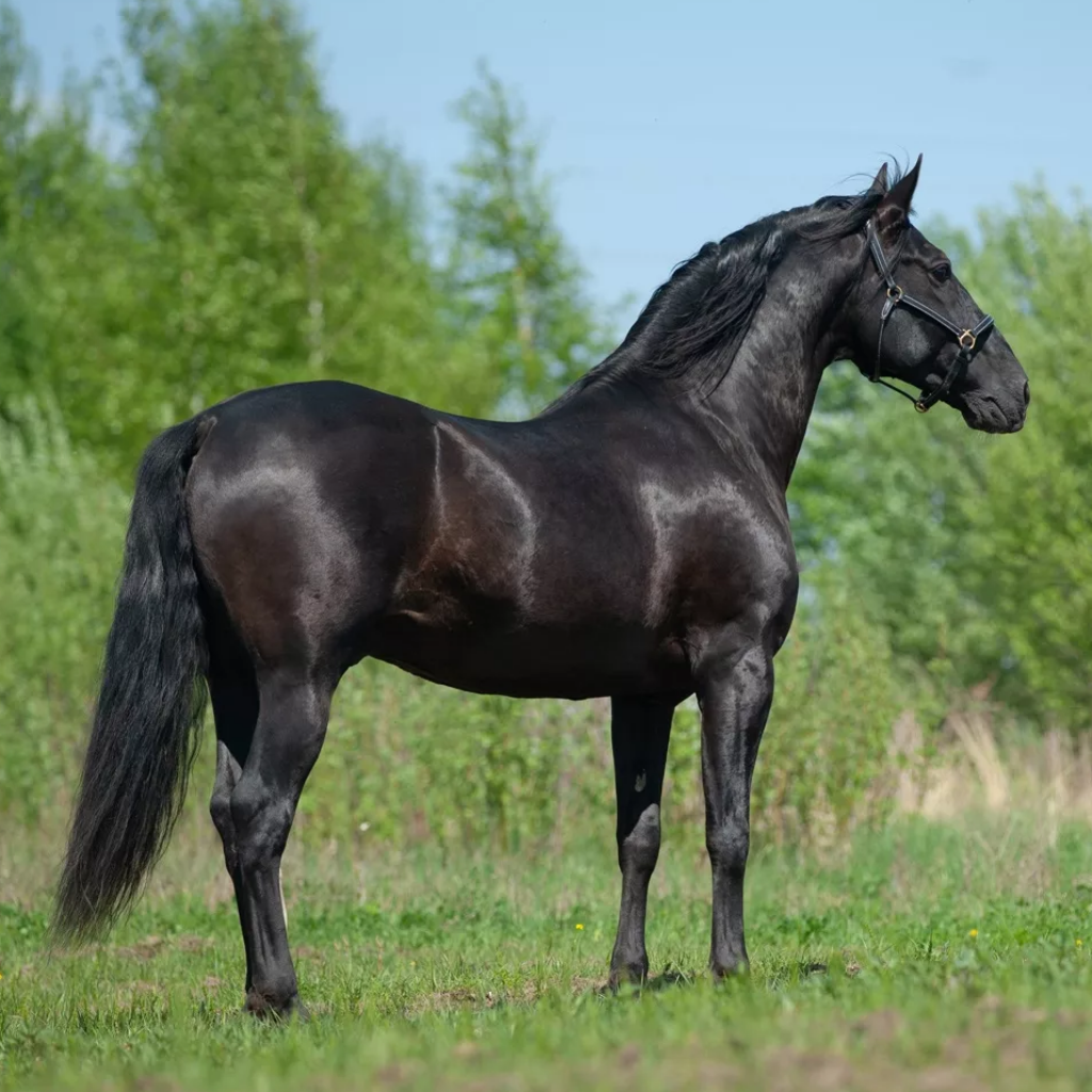 Вороная масть лошади