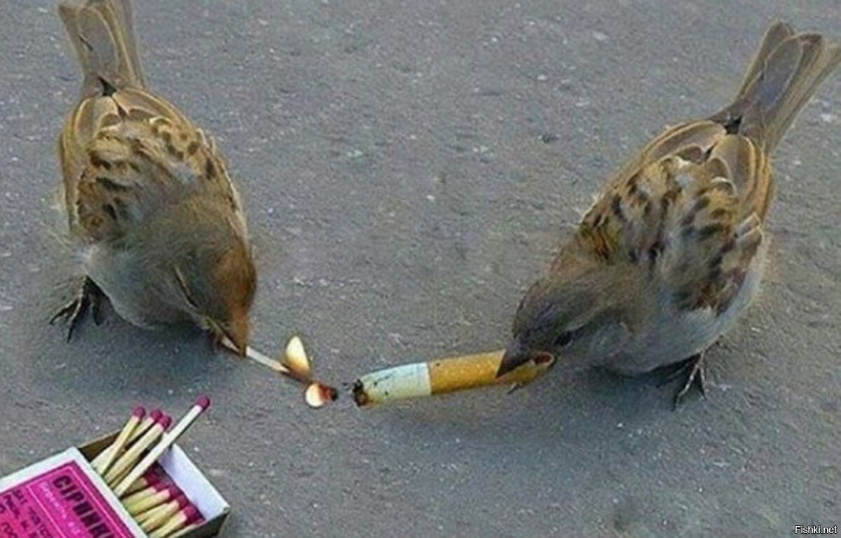 Пьяный Воробей