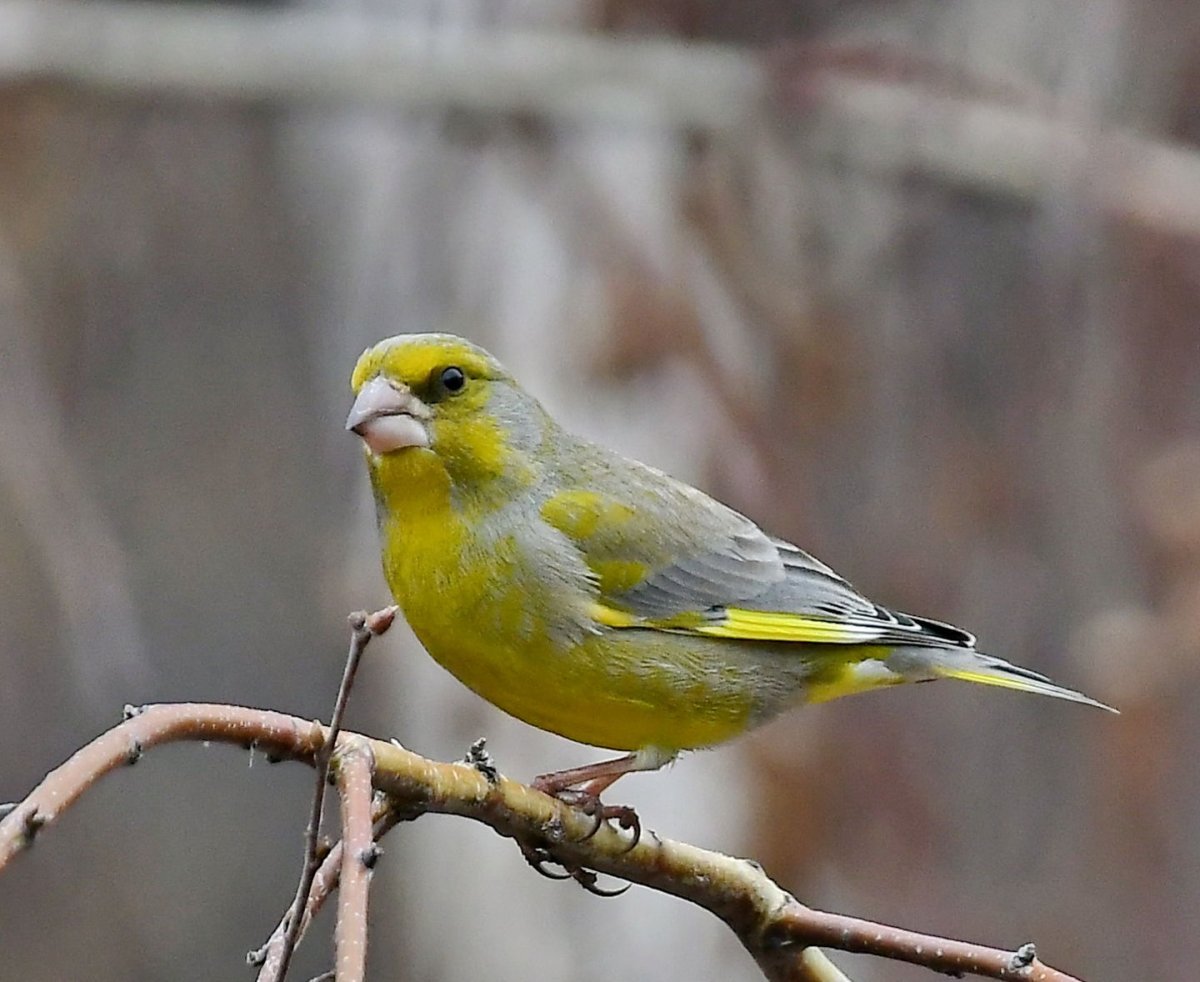 Птичка зеленушка
