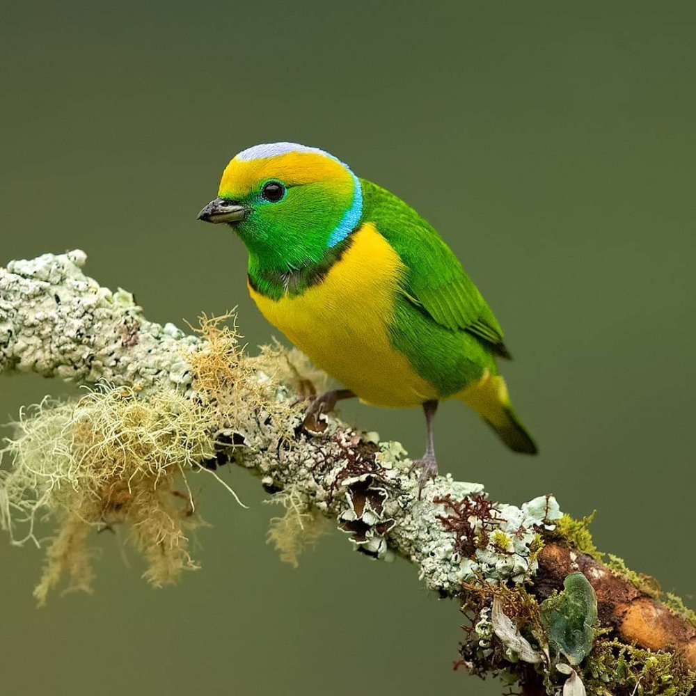 Зелёный органист