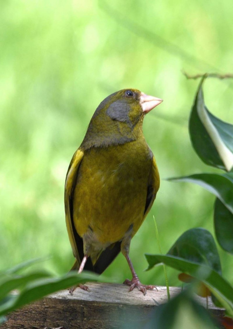 Птичка зеленушка