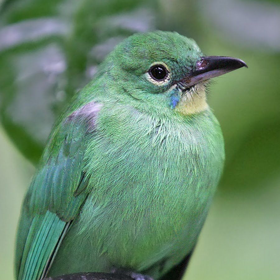 Зеленый Дакнис
