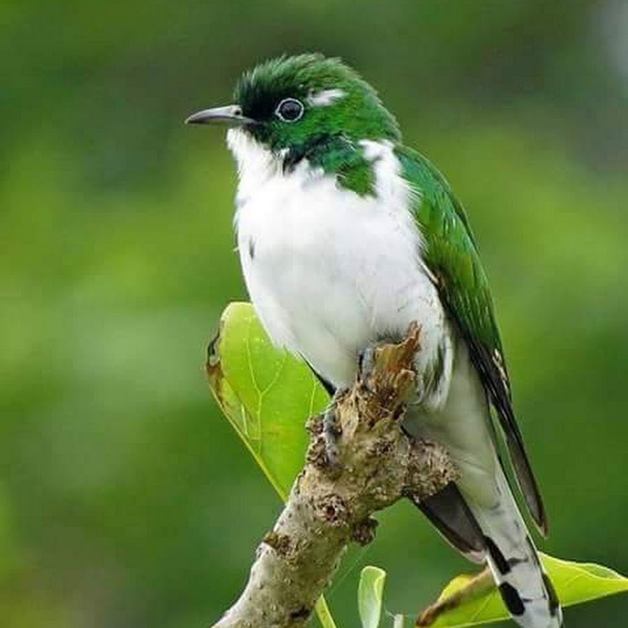 Бронзовая Кукушка Дидрик