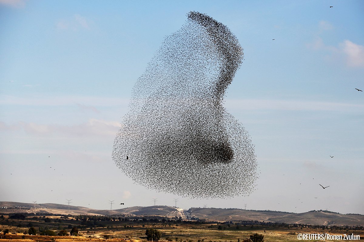 Мурмурация Скворцов