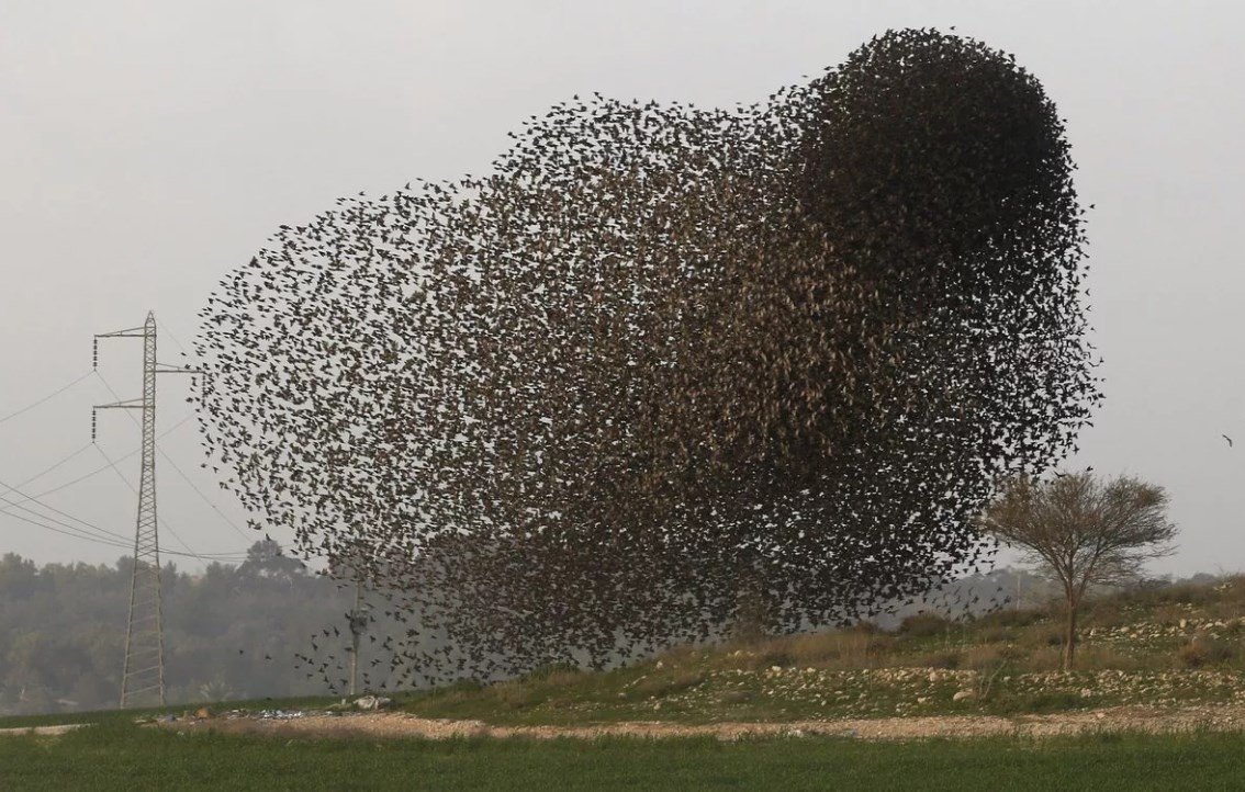 Стая Скворцов