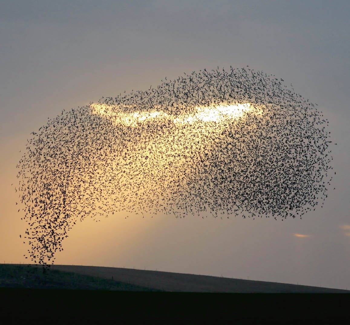 Мурмурация – «танец Скворцов»