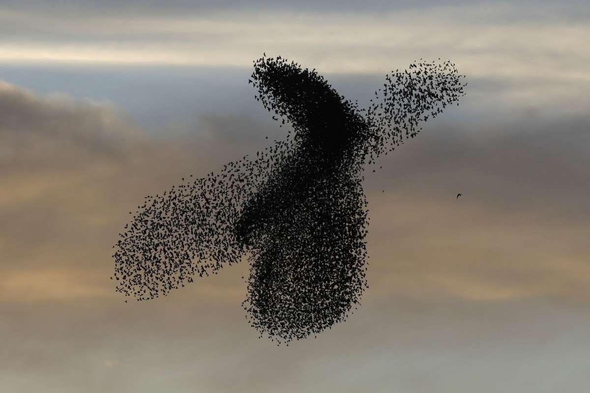 Мурмурация – «танец Скворцов»