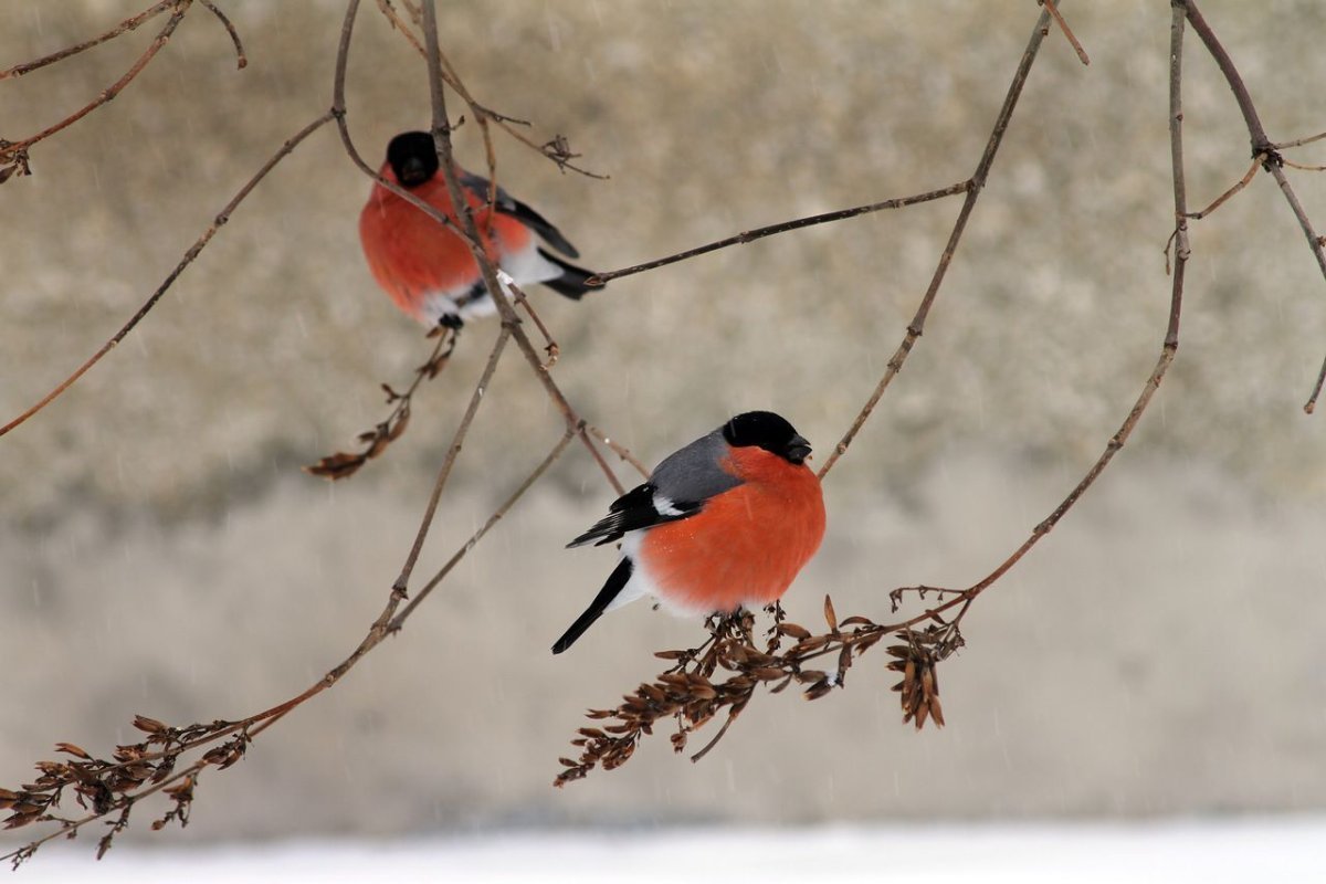 Снегири на ветке