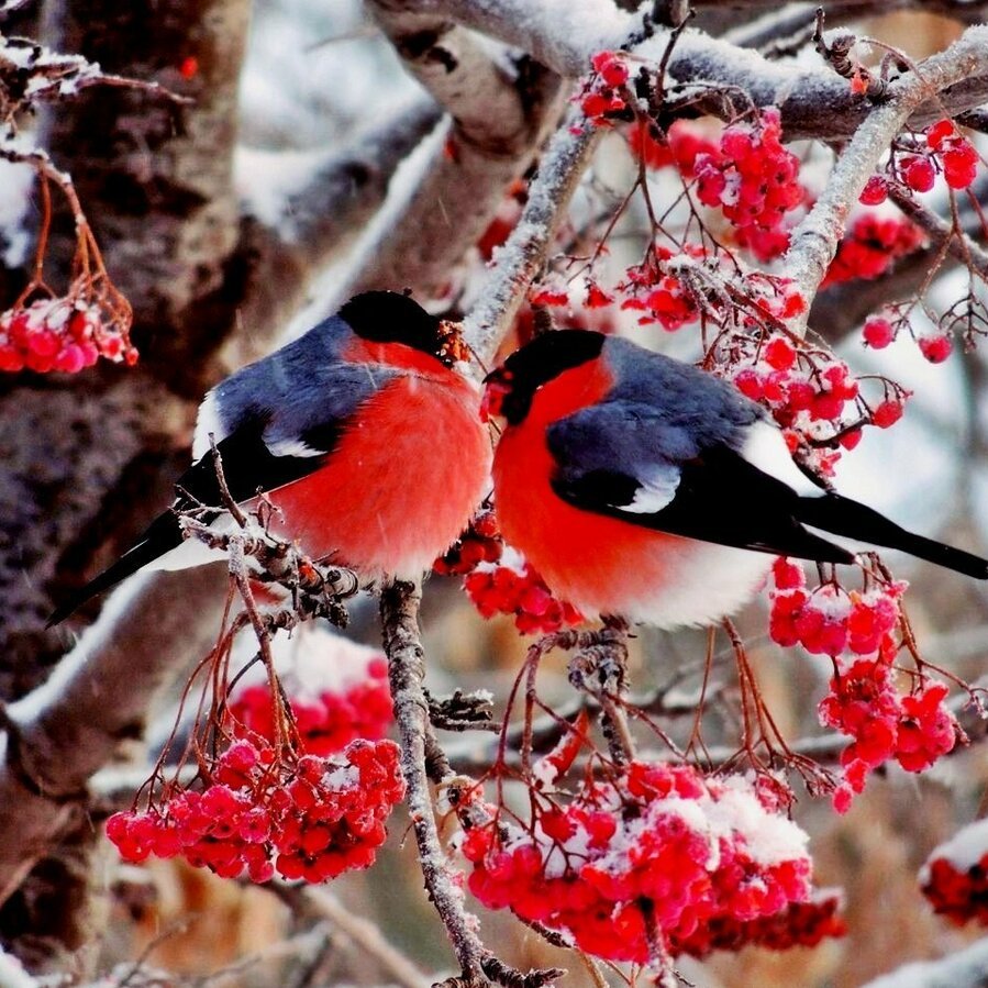 Снегири рябина снег