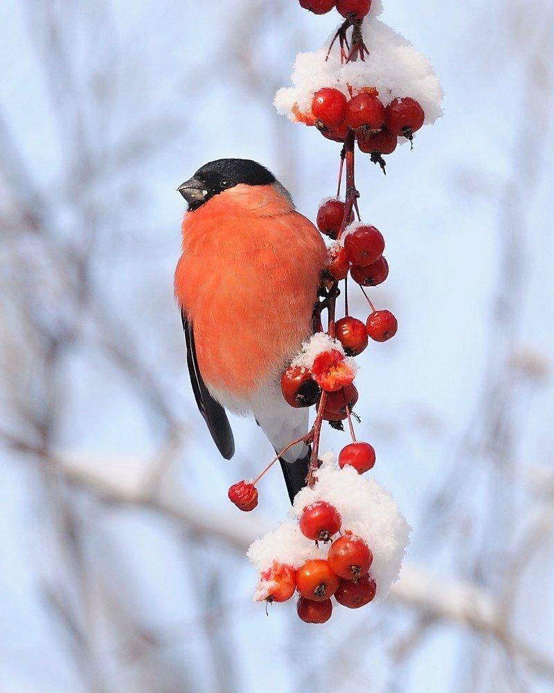 Черношапочный Снегирь