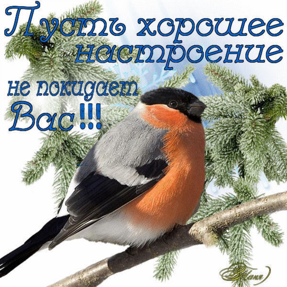 Хлрошего настроения зим.