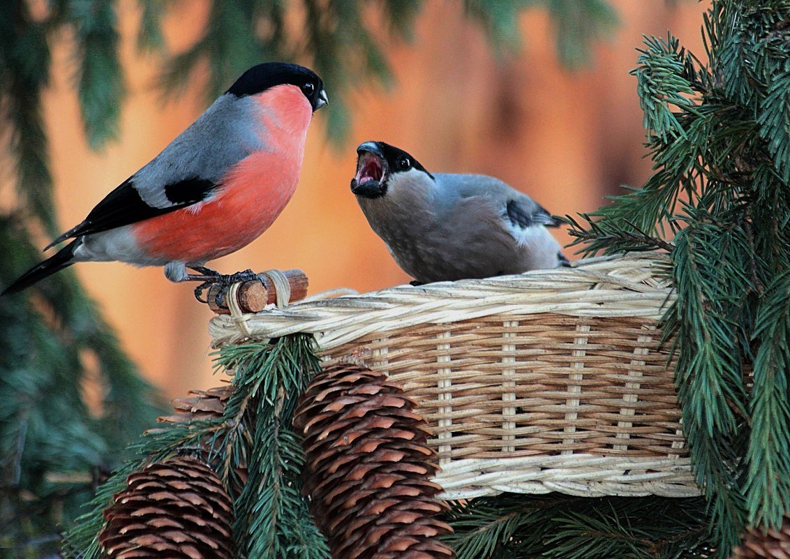 Снегирь птица