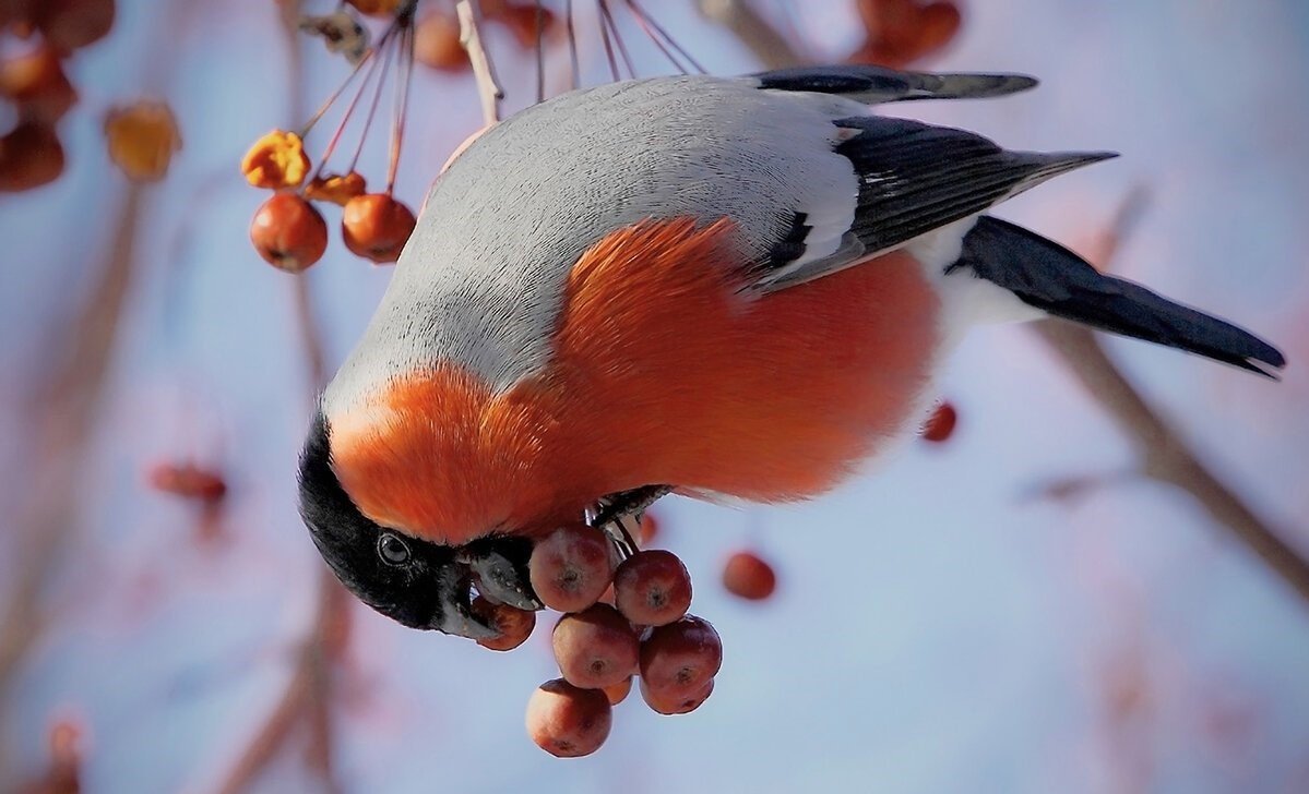 Снегири зимой