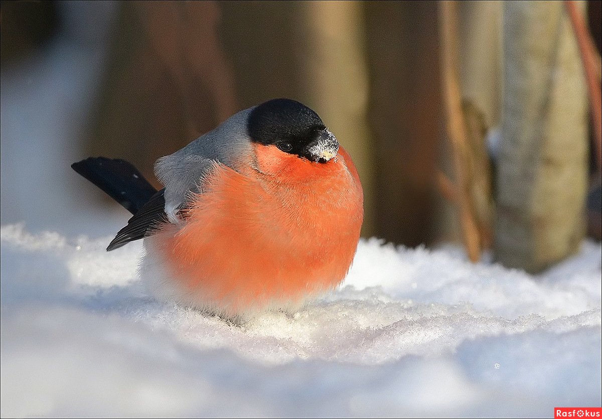 Снегирь стайная птица
