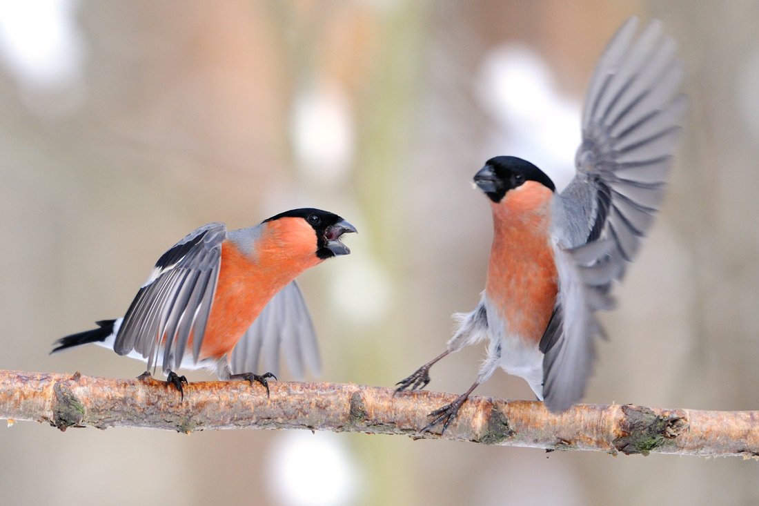 Снегирь птица