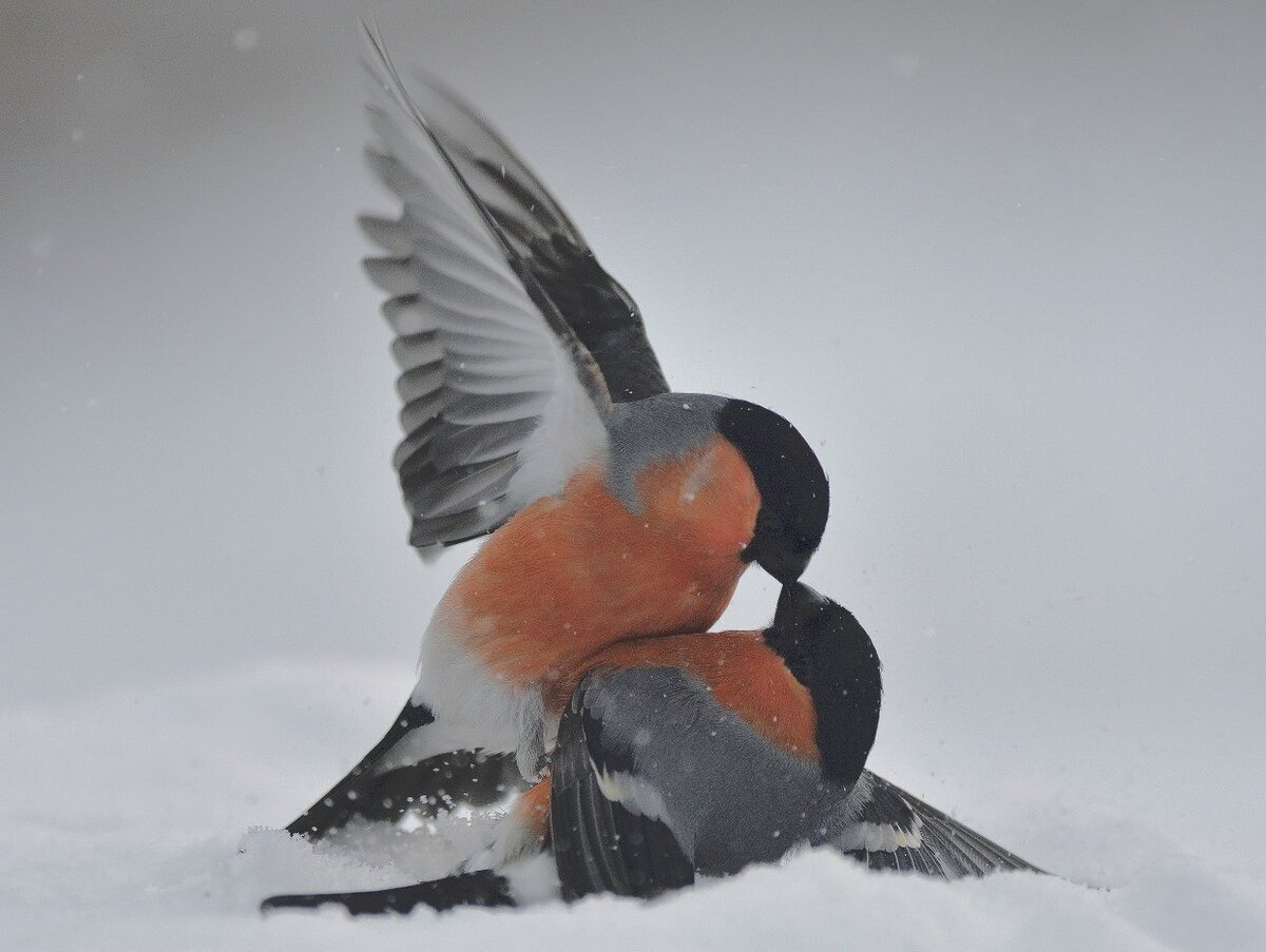 Пара снегирей