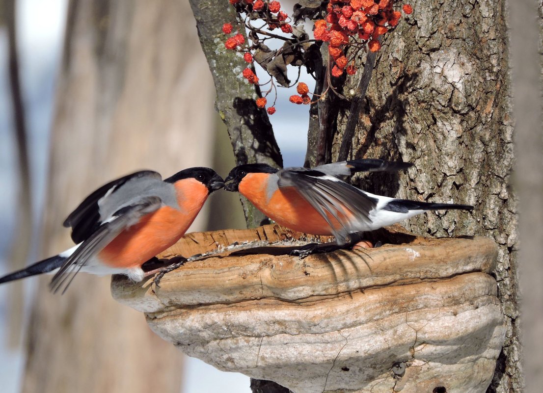 Забавные Снегири