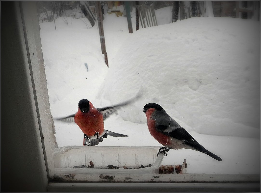 Снегири за окном