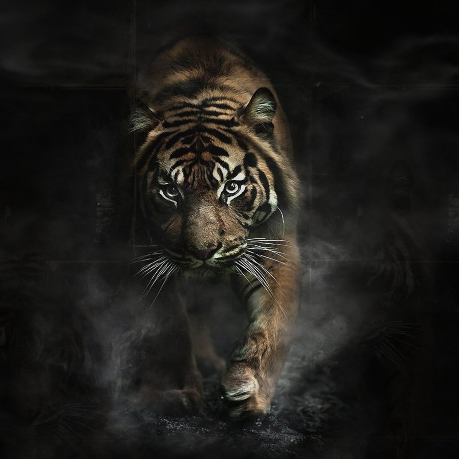 Тигр тень