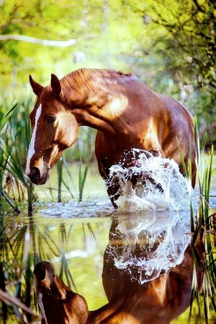 Лошади в воде