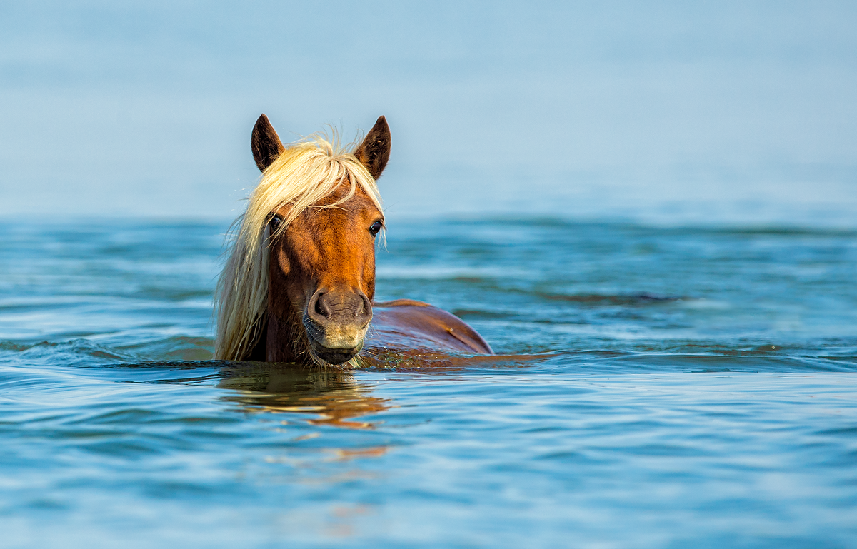 Лошадь плавает