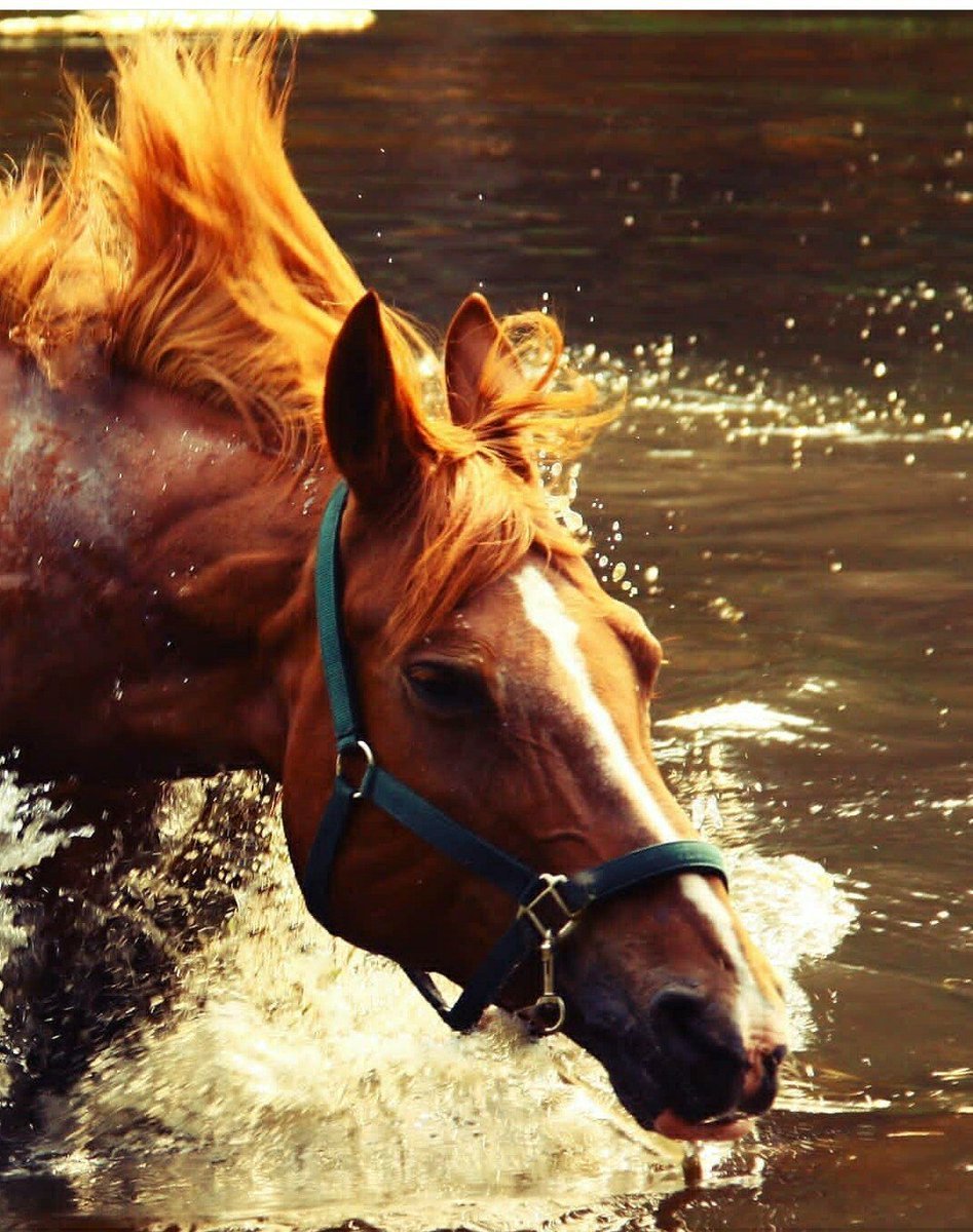 Лошади в воде