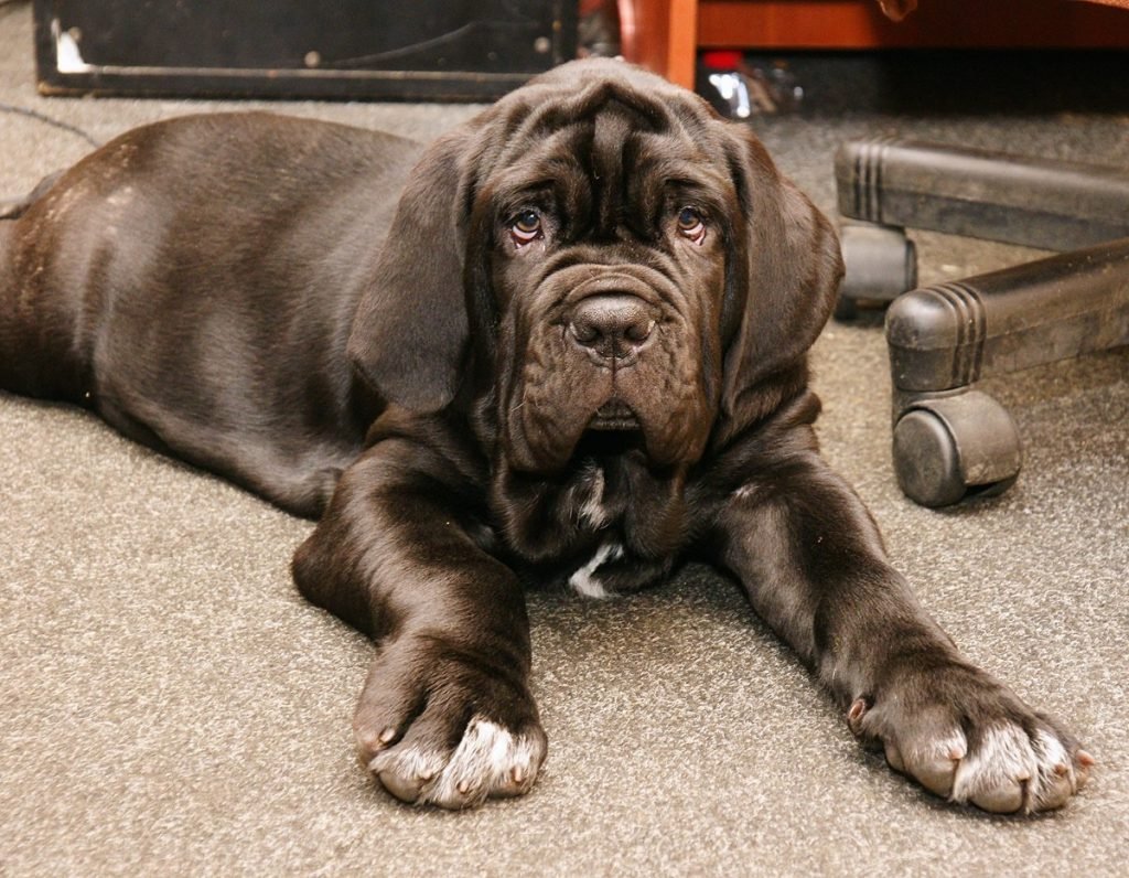 Порода Мастино неаполитано