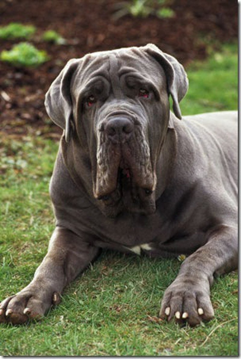 Неаполитанский мастиф (Мастино)