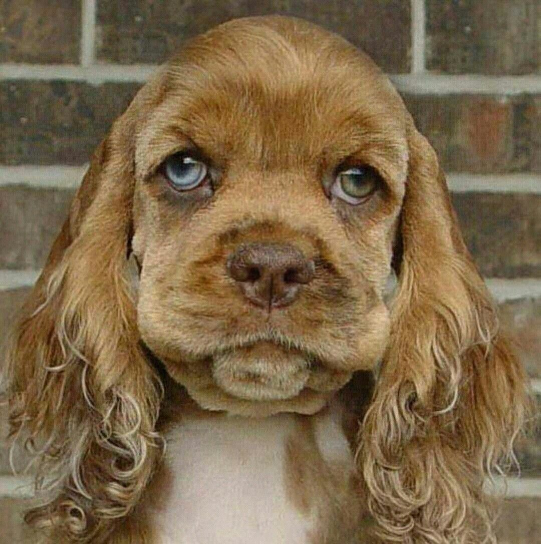 Кокер спаниель Винни