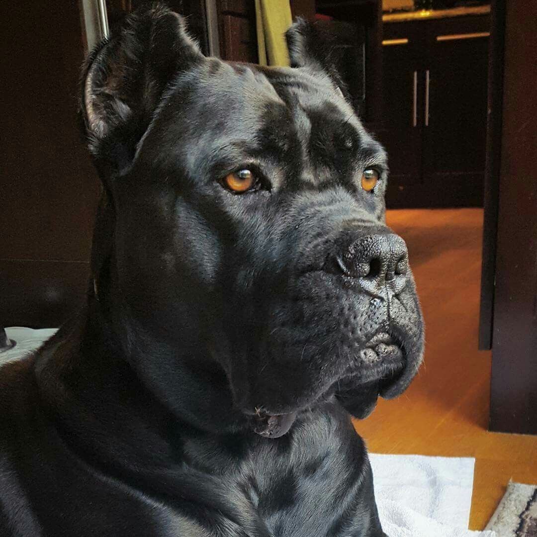 Кане Корсо черный