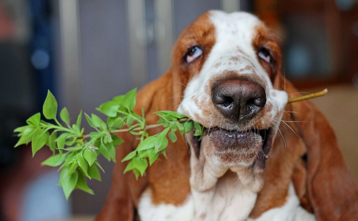 Бассет-хаунд щенок